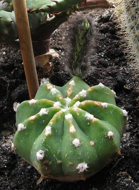 Haarige Blüte - Klicken für Originalgröße