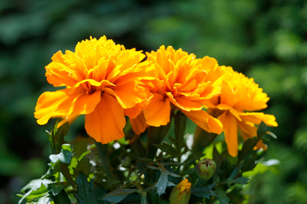 Tagetes