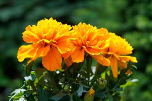 Tagetes